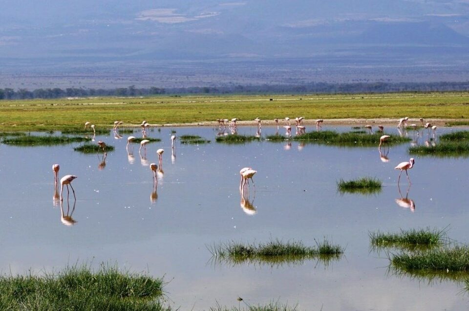 Lake Kanyaboli Bird Watching Safari Best Birding Safari