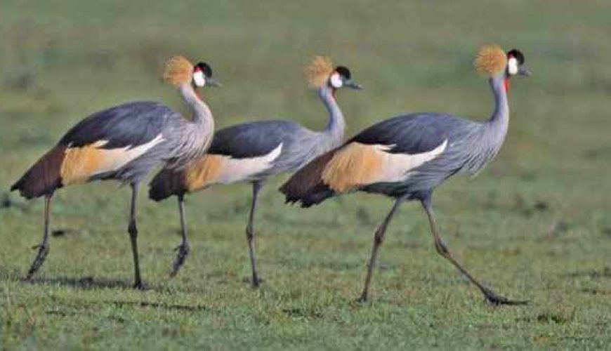 10 Places for Birding in Nairobi