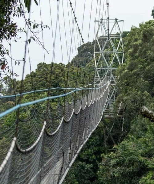 Nyungwe Forest National Park