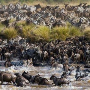 Great Migration Safari