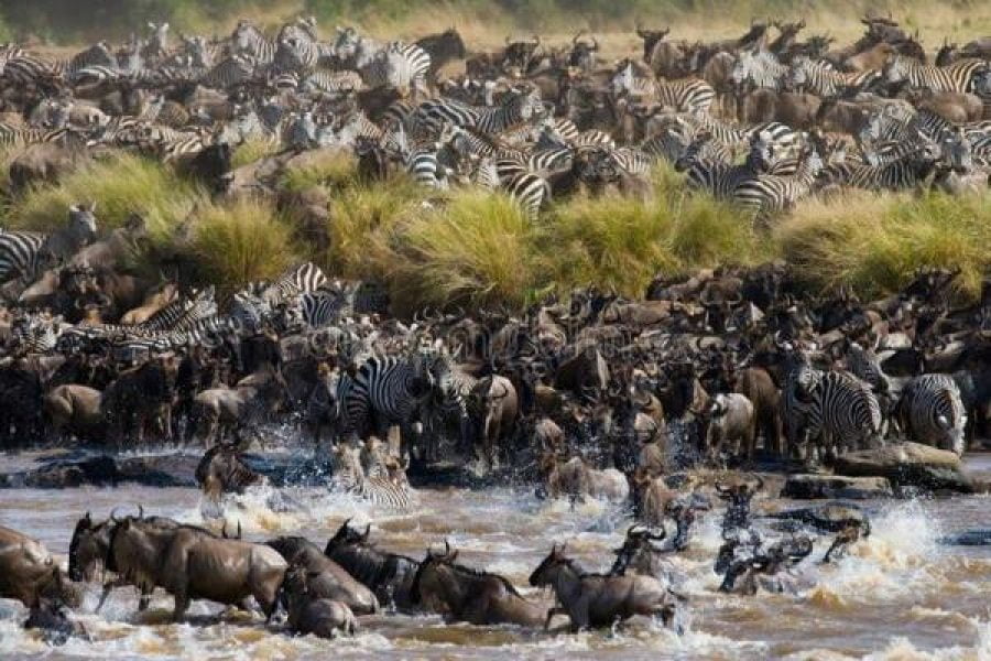 Great Migration Safari