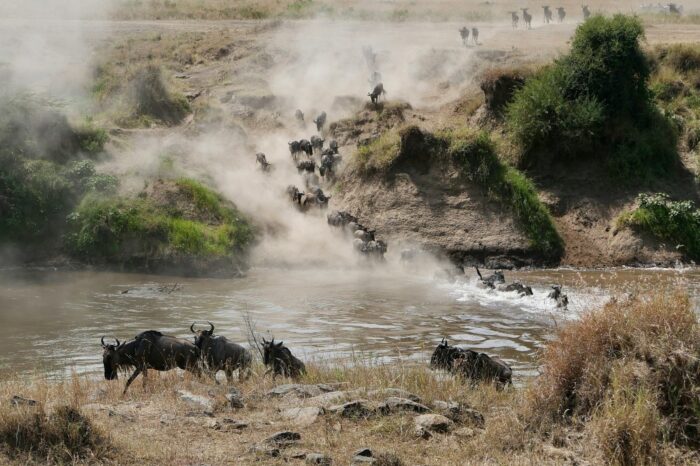 Masai Mara Wildebeest Migration Safari