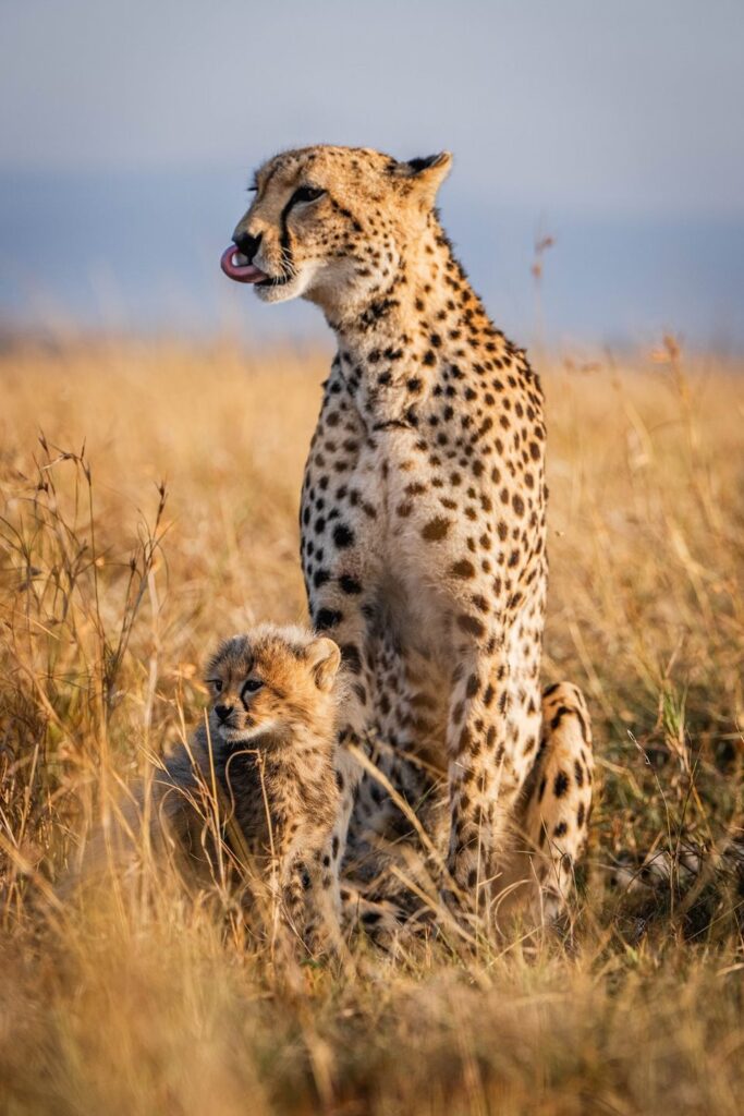 Safari Rally and Tourism in Kenya