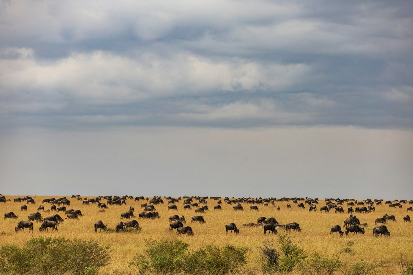 Tanzania Wildebeest Migration Safaris 1 Tanzania Wildebeest Migration Safaris