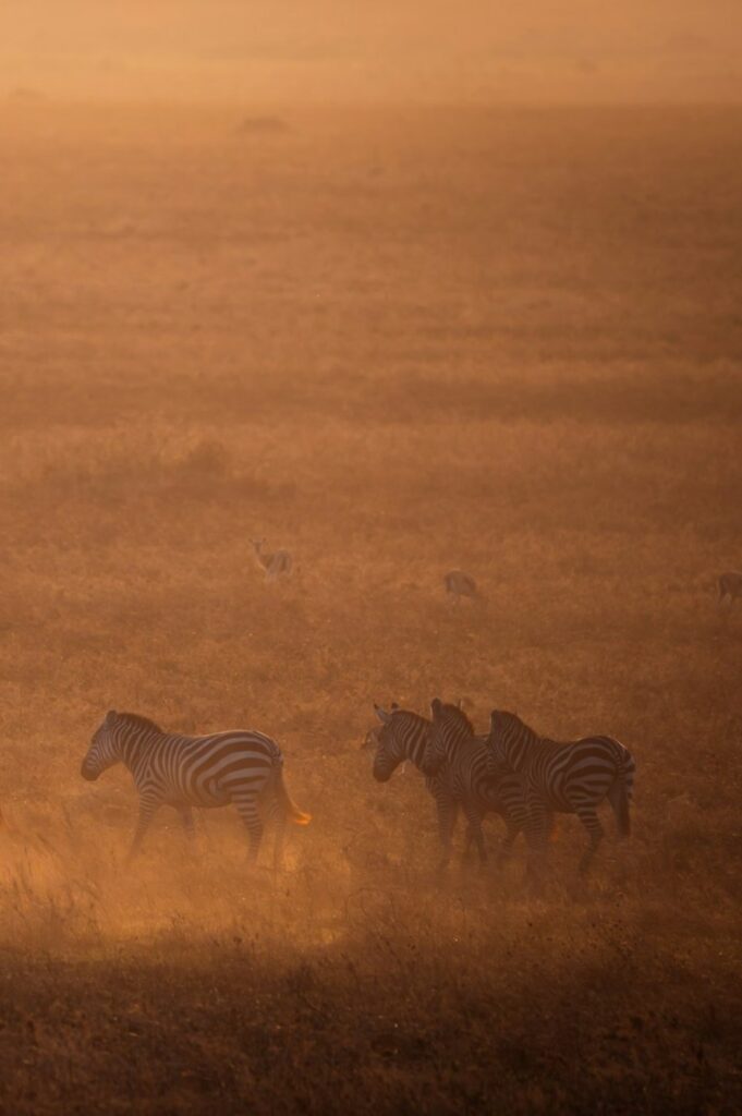 Wildlife Migration Safari