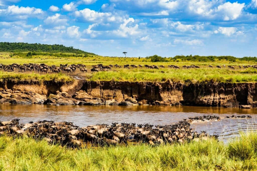 Serengeti Wildlife Migration