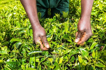 Kiambethu Tea Farm