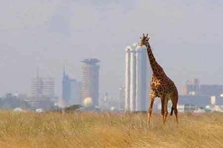 Nairobi National Park