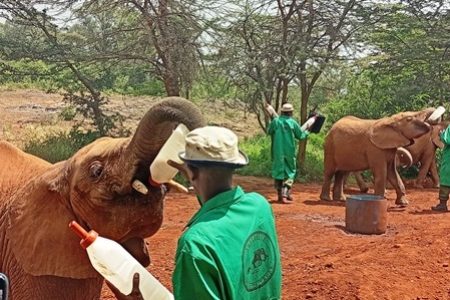 Nairobi’s Sheldrick Elephants Orphanage