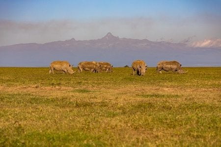 Ol Pejeta Conservancy