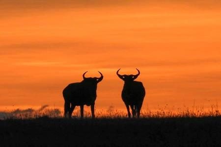 Swara Plains Conservancy