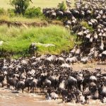 Facts About the Great Migration