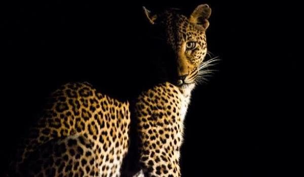 Maasai Mara Conservancies Safaris Night Game Drive