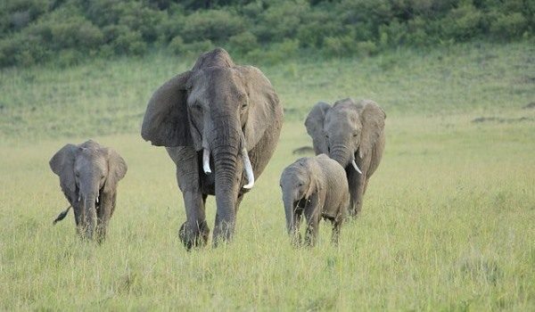 Maasai Mara Wildlife