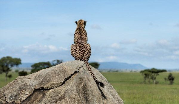 Mara North Conservancy