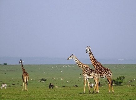 mara-conservancies