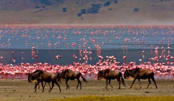 Lake Magadi Wildebeest Migration