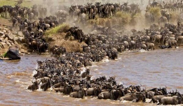 Maasai Mara Migration Safari