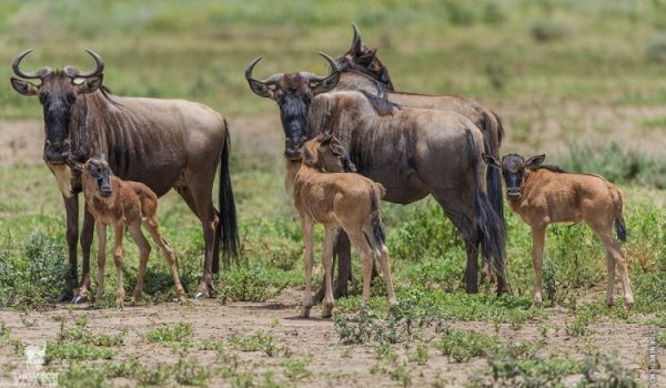 Wildebeest Calving in Serengeti