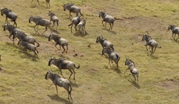 The Great Wildebeest Migration