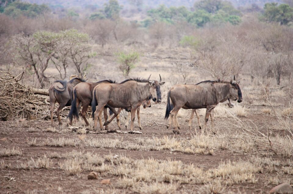 Facts About the Great Wildebeest Migration