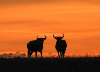 Swara Plains Conservancy