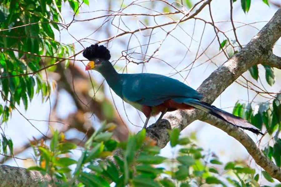 Kakamega Forest Daytrip Birding