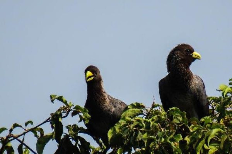 Kisumu and Lake Victoria Birding