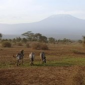 amboseli-national-park-our-client-say