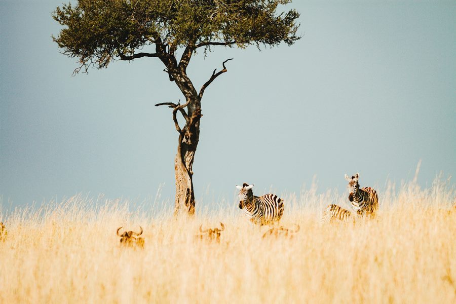 The Oluokos Signature Safari