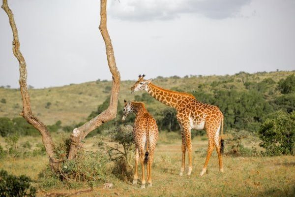 arusha-day-trips-and-safaris