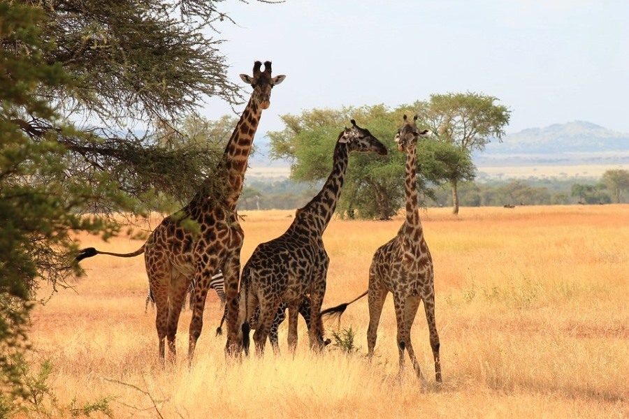 Tanzania Best Luxury Safaris