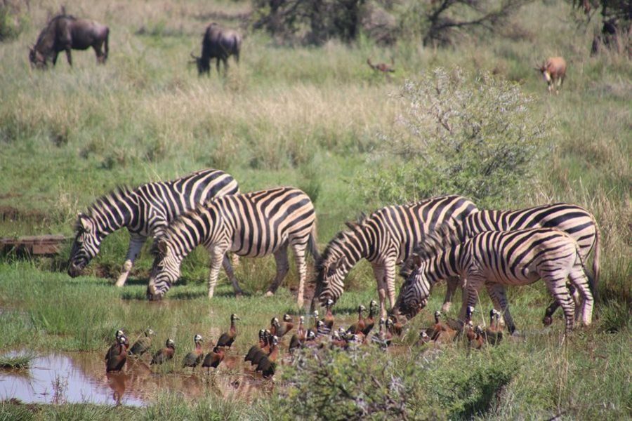 Kenya Family Luxury Safari