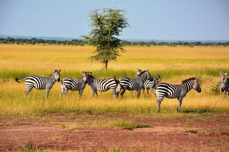 Kenya Wilderness Luxury Safari