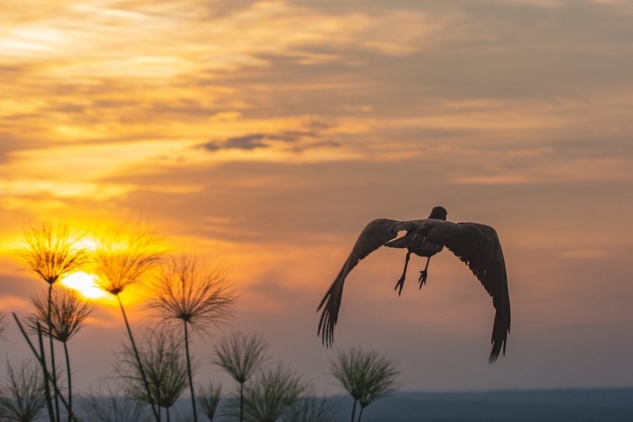 Western Kenya Luxury Safari