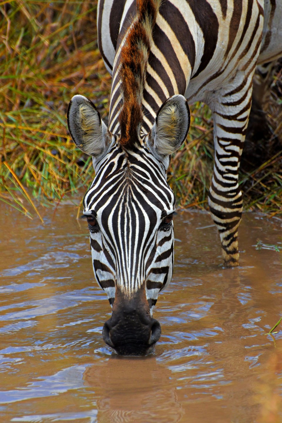 Africa Custom Luxury Safaris