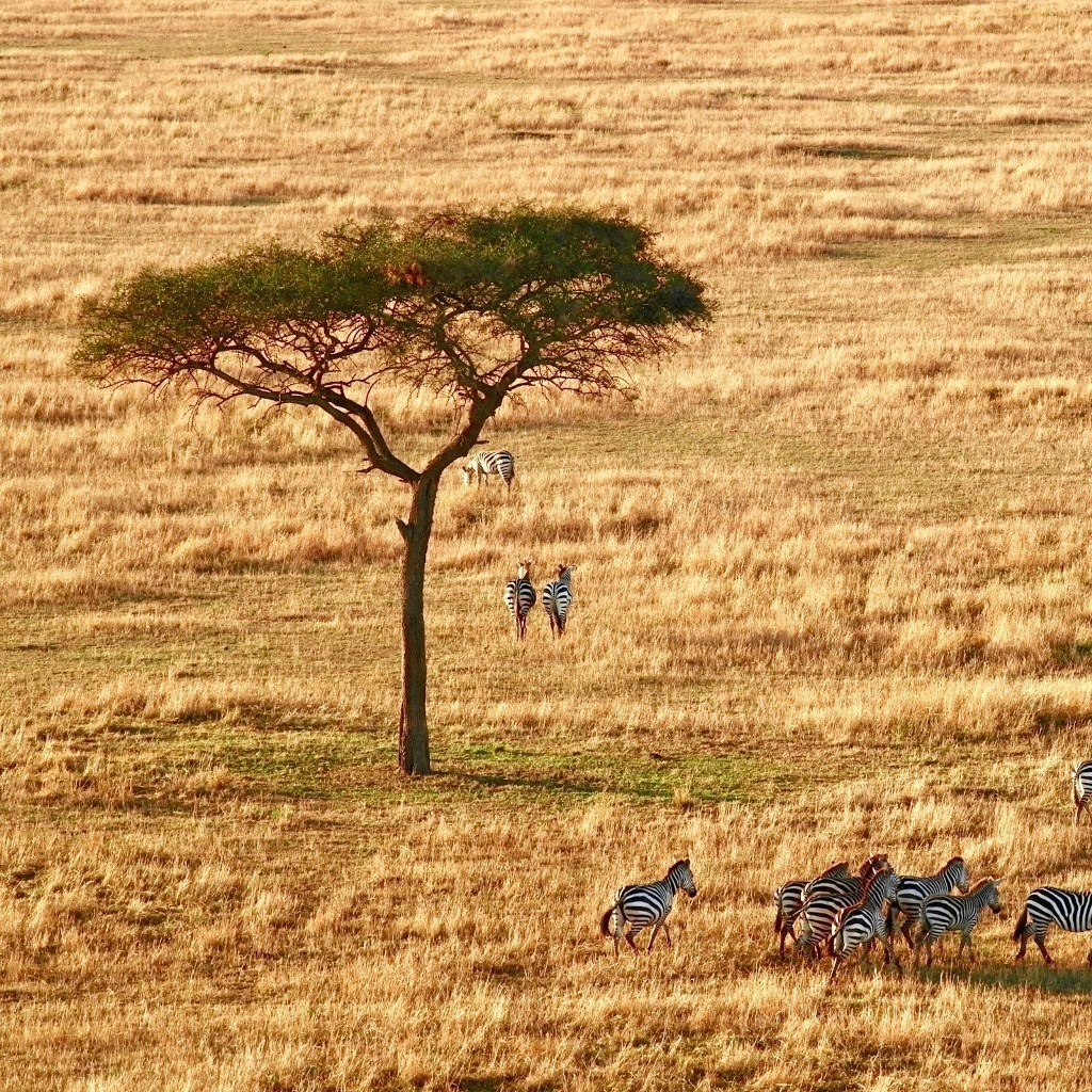 Africa Custom Luxury Safaris