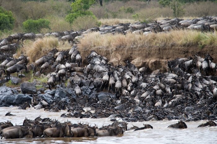 The Great Migration Safari