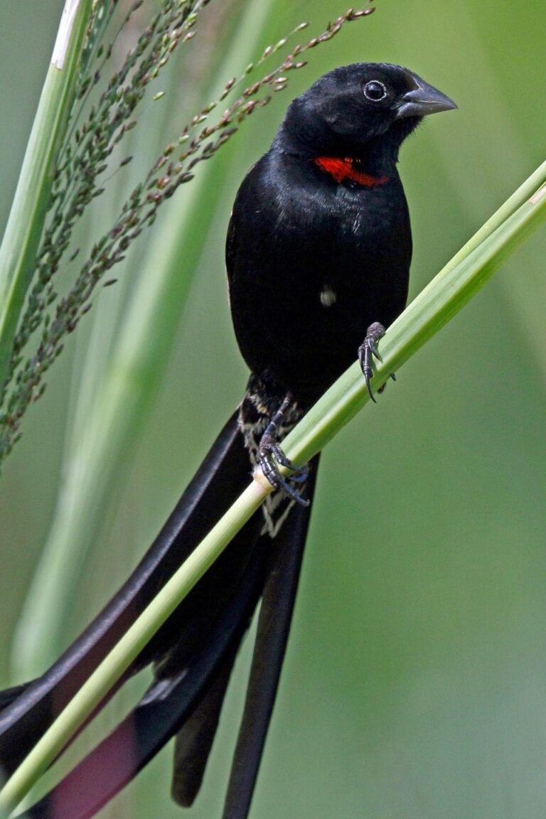 Where to Watch Birds in DR Congo