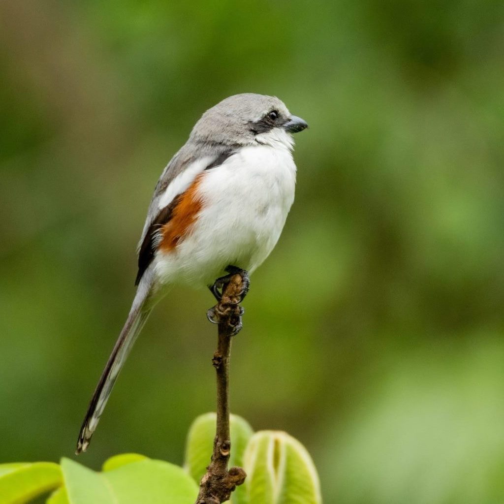 Africa Bird Watching Safaris