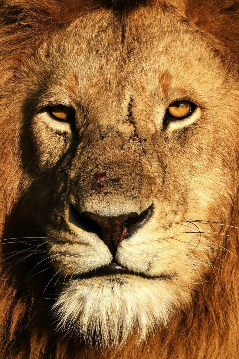 Maasai Mara Wildebeest Migration Luxury Safari