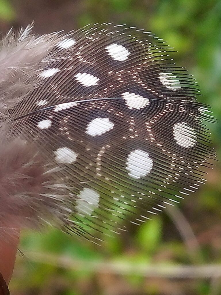 Sustainable Travel in Western Kenya