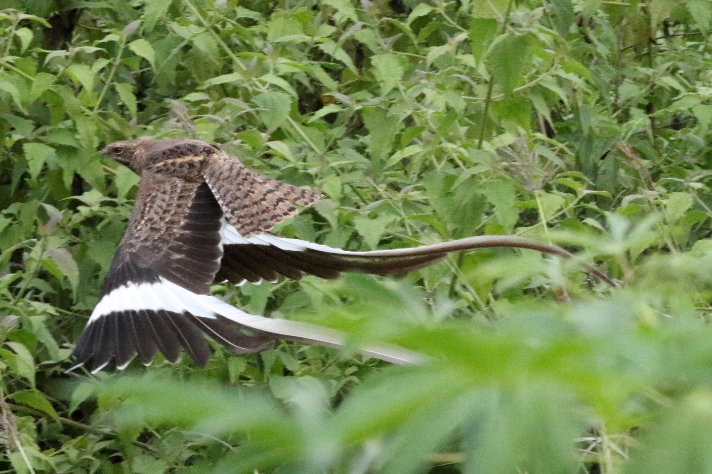 Bird Watching in Teso, Busia