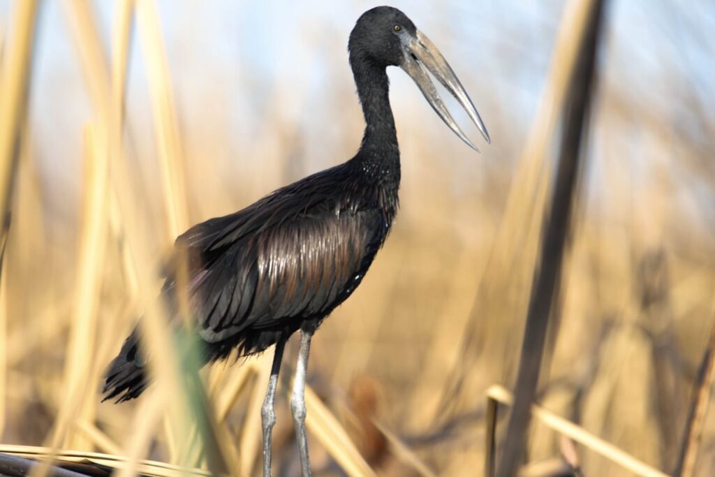 Oluokos Fair Acres For Nature
