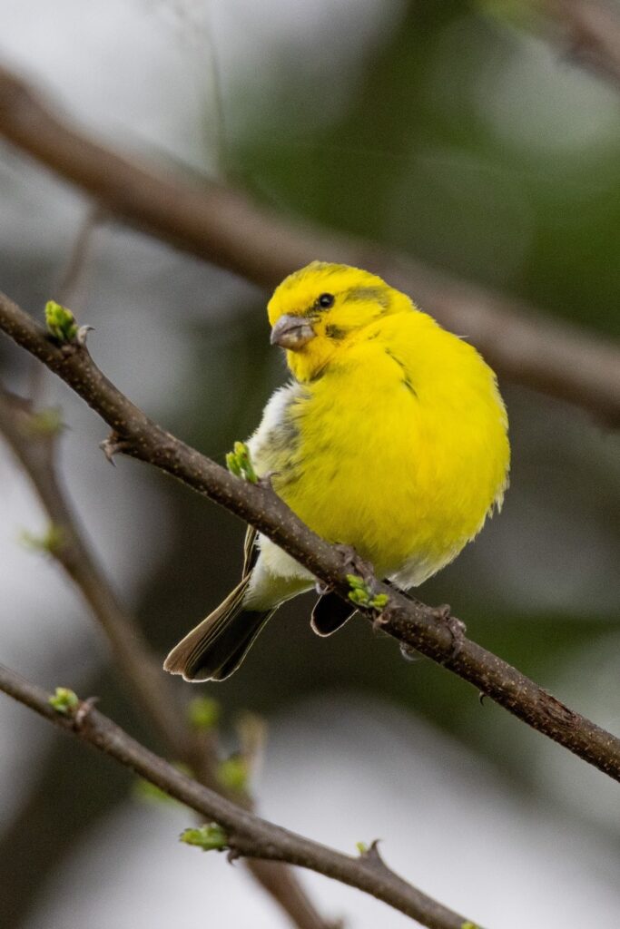 Birds of Western Kenya