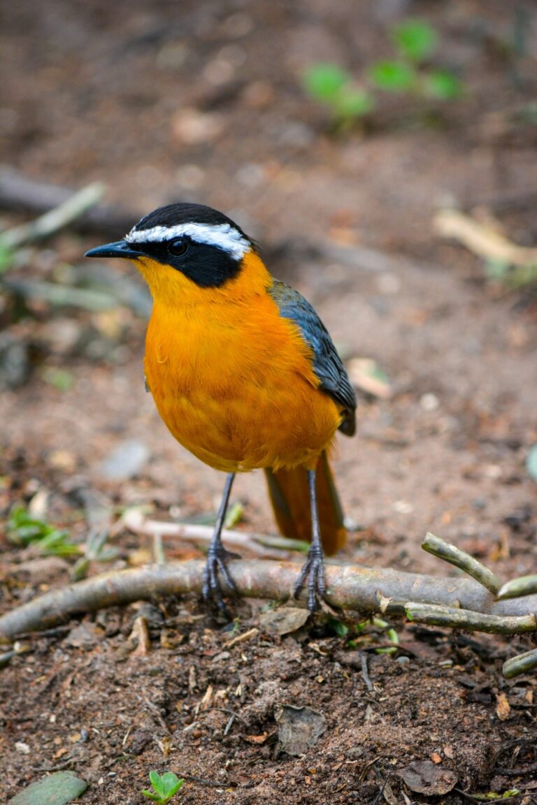 Rift Valley Birding Safari