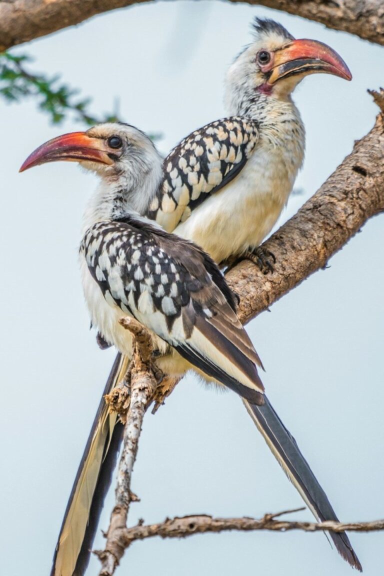 Samburu National Reserve