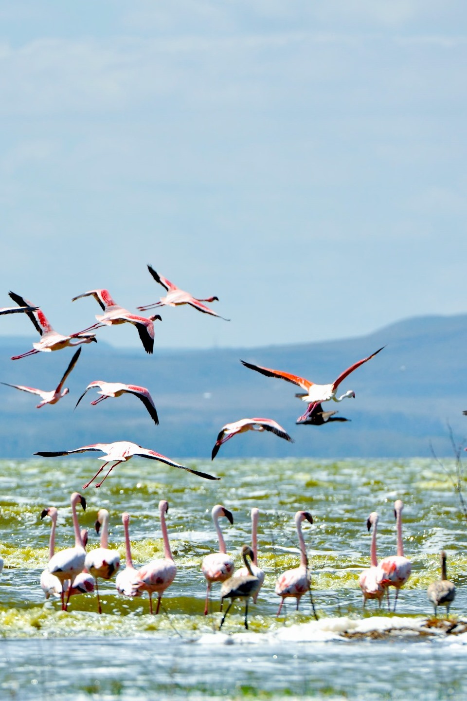 Kenya's Top Birding Sites