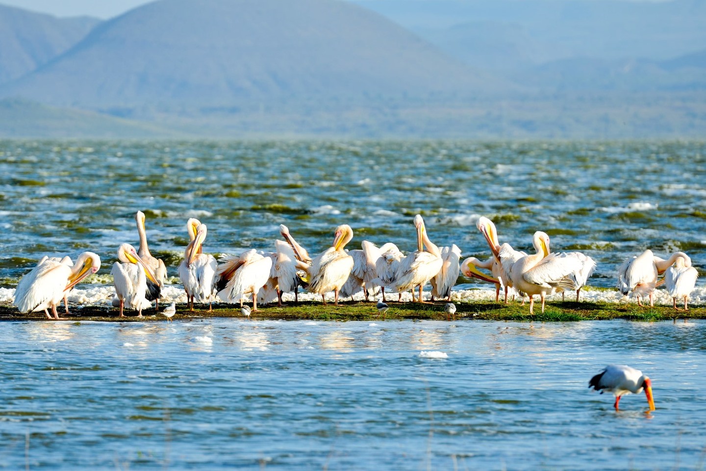 Kenyas Top Birding Sites