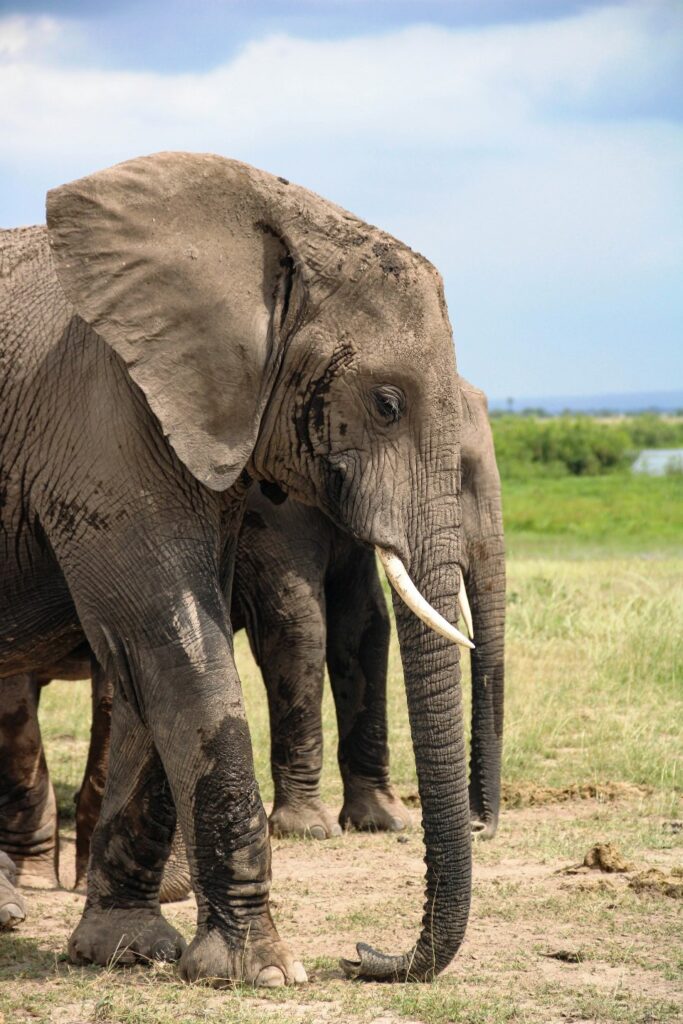 Tailormade Kenya Luxury Family Safaris